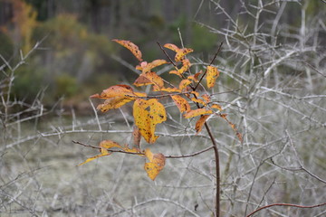 Winter Yellow
