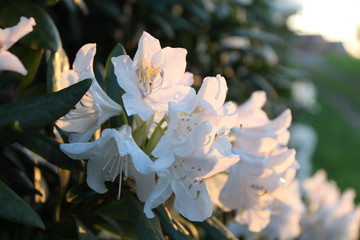 Rhododendron weiß im Sonnenuntergang 2