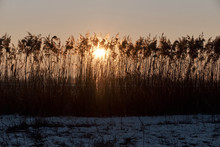 Sunset Behind The Reeds In The Winter - Dark Photo