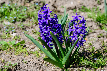 Close up of two large blue Hyacinth or Hyacinthus flowers in full bloom in a garden in a sunny spring day, beautiful outdoor floral background