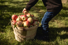 Small Boy Picking Apples In An Apple Orchard In The Fall