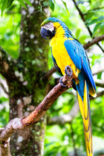 The Blue-and-yellow Macaw Or Ara Ararauna With Yellow And Blue Plumage