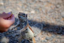 A Brown Squirrel Takes Peanuts From The Hands Of A Woman On Matorral Beach. The Edge Of The Beach Near The City And The Resort Of Morro Jable. Fuerteventura.