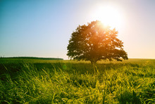 Magical Sunrise Or Sunset Over Single Tree In Green Field