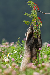 Wall Mural - Beautiful European badger (Meles meles - Eurasian badger) in his natural environment in the summer meadow with many flowers