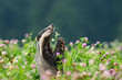 Beautiful European badger (Meles meles - Eurasian badger) in his natural environment in the summer meadow with many flowers