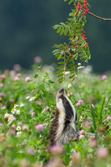 Wall Mural - Beautiful European badger (Meles meles - Eurasian badger) in his natural environment in the summer meadow with many flowers