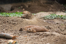 Cute Prairie Dogs (Cynomys Ludovicianus) Having Rest