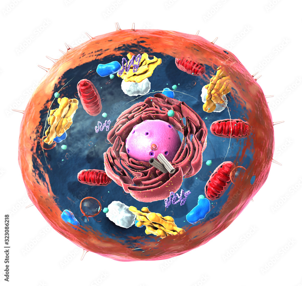 Components of Eukaryotic cell, nucleus and organelles and plasma ...