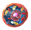 Components of Eukaryotic cell, nucleus and organelles and plasma membrane - 3d illustration