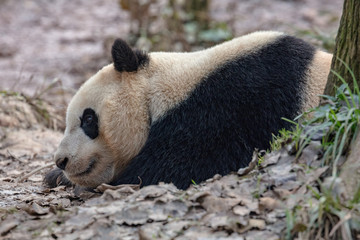 Wall Mural - Sleepy Panda Bear resting in the forest, China Wildlife. Bifengxia nature reserve, Sichuan Province. Cute Lazy Baby Panda Sleeping on the ground, Enjoying an afternoon nap with eyes open.