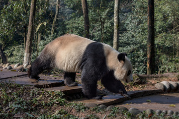 Wall Mural - Front View of Panda Bear 