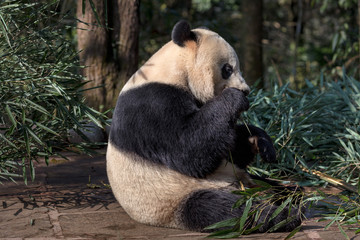Wall Mural - Panda Bear Eating Bamboo, Bifengxia Panda Reserve in Ya'an Sichuan Province, China. Panda 
