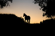 pferd silhouette im sonnenuntergang