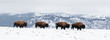 Yellowstone Bison in Winter Snows
