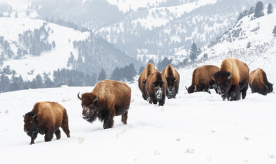 yellowstone bison in winter snows
