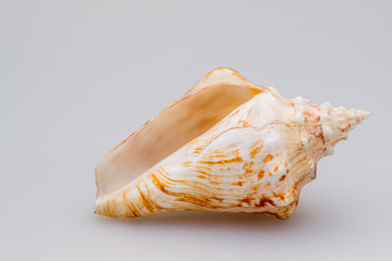 Seashells on a white background. Close-up.