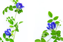 Butterfly Pea Flower With Leaves On White Background.