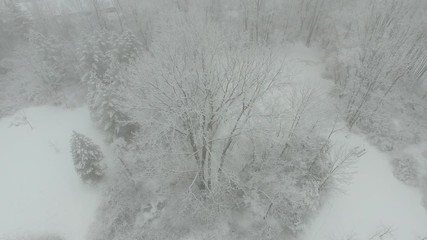 Wall Mural - Looking down on forest in winter with snow