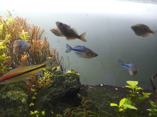 Wall Mural - blue rainbow fish in planted aquarium