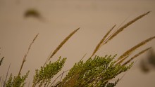 HD SM. Close-up Of Ammophila Arenaria And Artemisia Crithmifolia