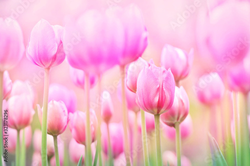 Dekoracja na wymiar  wiosenne-kwitnace-tulipany-w-ogrodzie-wiosenne-rozowe-kwiaty-pola-tla-pastelowe-i-miekkie
