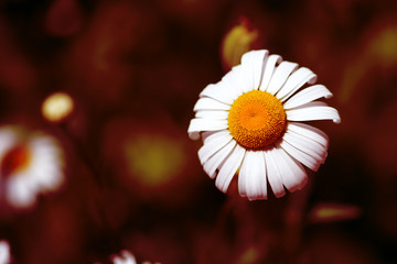 Wall Mural - Garden camomile flower in summer sunny day close-up. Red color toned