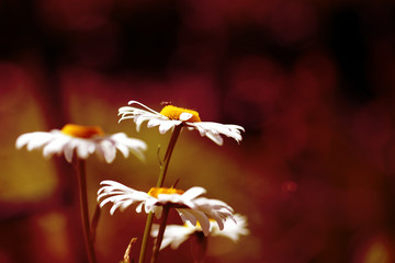 Wall Mural - Camomile flowers in summer sunny day close-up. Red color toned