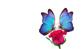 Fototapeta Motyle - Morpho butterflies sitting on a rose isolated on white. red roses and a bright blue butterflies close up. decor for greeting card.