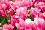 Fototapeta Tulipany - Beautiful tulips blooming in a garden. Spring flowers in blossom