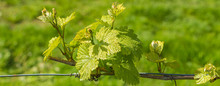 The Vineyard In Spring: Vine Shoots Growing In Spring. Artistic Blurred Effect. Springtime.