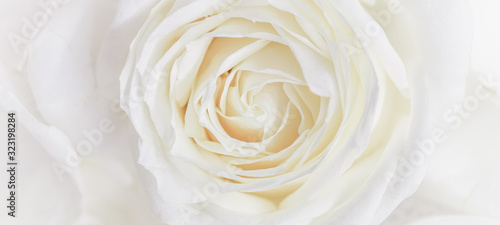 Dekoracja na wymiar  klasyczna-biala-roza-z-rozkwitnietym-pakiem