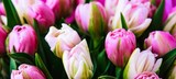 Fototapeta Tulipany - Fresh rosy tulips close up