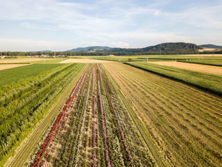 Aerial drone image of fields with diverse crop growth based on principle of polyculture and permaculture - a healthy farming method of ecosystem.