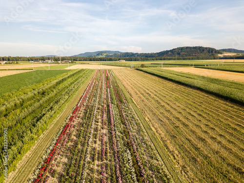 Fotografía Aerial drone image of fields with diverse crop growth based on principle of polyculture and permaculture - a healthy farming method of ecosystem