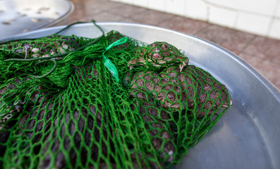 net in frog