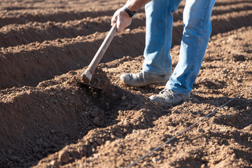 farmer preparing land with hoe to plant potatoes