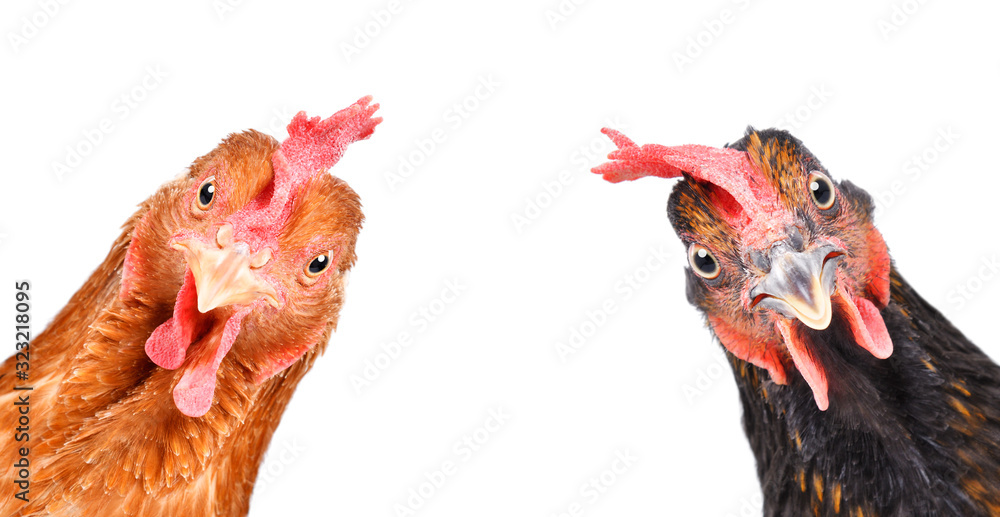 Portrait of a  funny chickens, closeup, isolated on white background - obrazy, fototapety, plakaty 