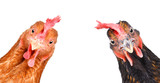 Fototapeta Zwierzęta - Portrait of a  funny chickens, closeup, isolated on white background