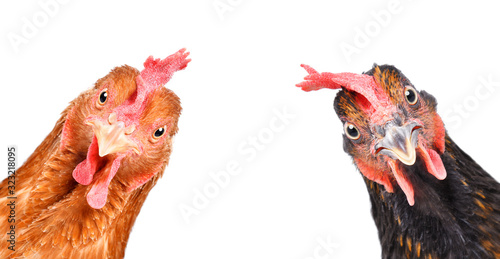 Cuadros en Lienzo Portrait of a funny chickens, closeup, isolated on white background