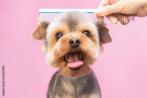 Fotografía Dog gets hair cut at Pet Spa Grooming Salon