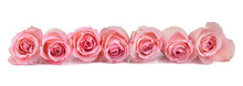 Pink Roses Banner- Row Of Pink Rosebuds Isolated On White Background