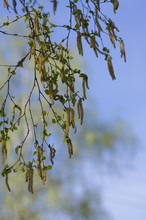 Birch Catkins On A Branch In The Spring Season On The Background Of The Blue Sky