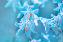 Blue Vintage Blossoming Lily Flowers. Nature Background. Spring Nature