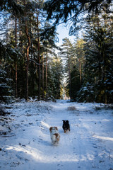 winter sunny wild forest with two dogs cavaliers running in to the snowy road