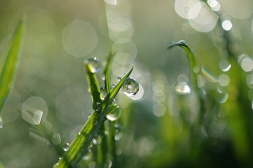 morning dew