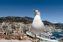 MONTE CARLO,MONACO - SEPTEMBER 12, 2017: A Proud Seagull In Front Of The Port Of Monaco