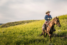 Cowgirl On Her Horse Standing In Fields Ready To Herd Cattle. Cody, Wyoming, USA
