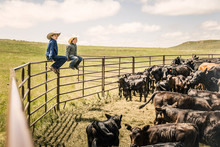 Western Kids Sitting On Fence Of A Pen After A Branding. Cody, Wyoming, USA