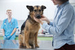 © Make_story Studio - Dog visiting vet for regular check up